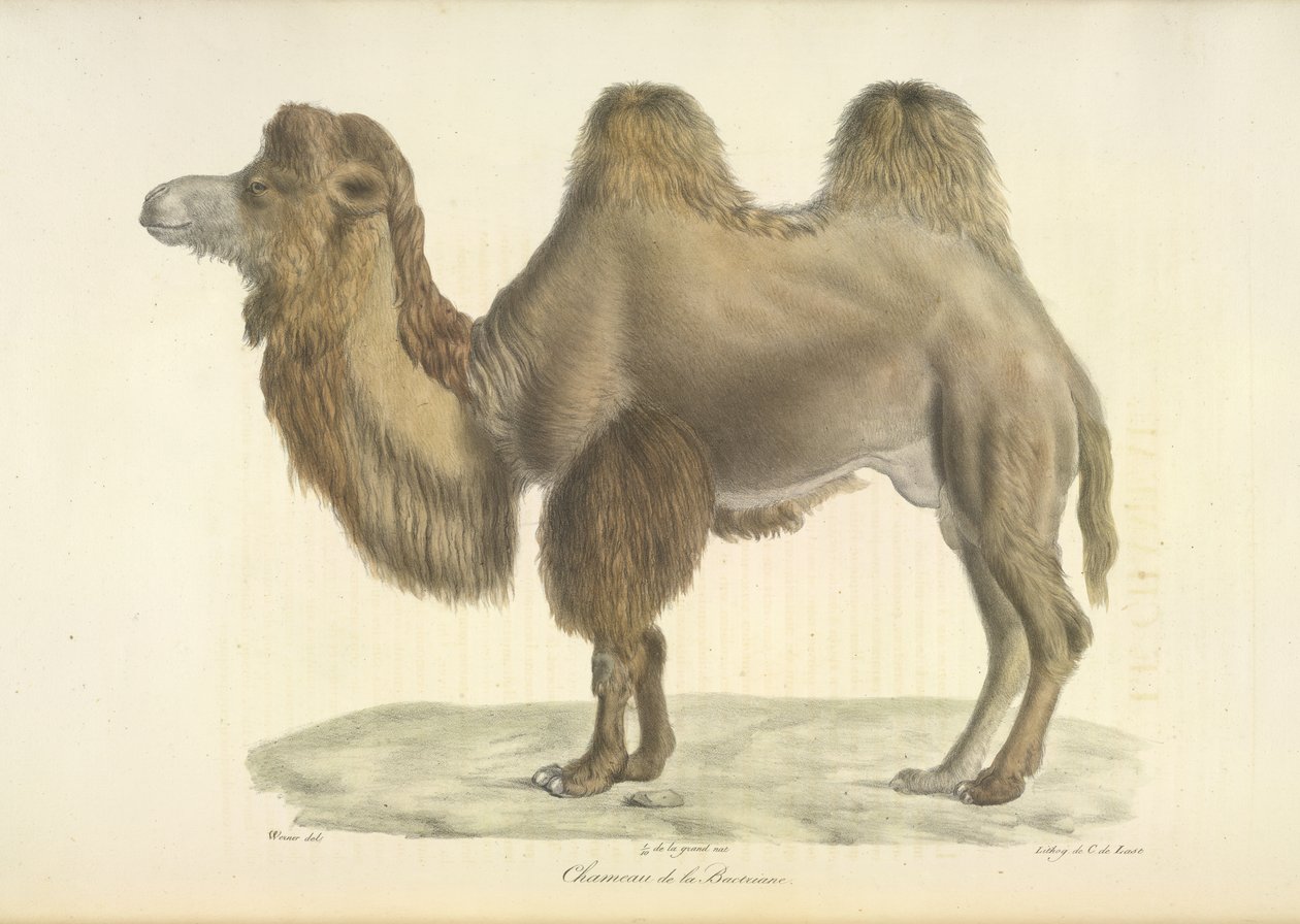 Baktriai teve, Bactrian Camel, az emlősök természetrajzából (színes litho) alkotó: French School