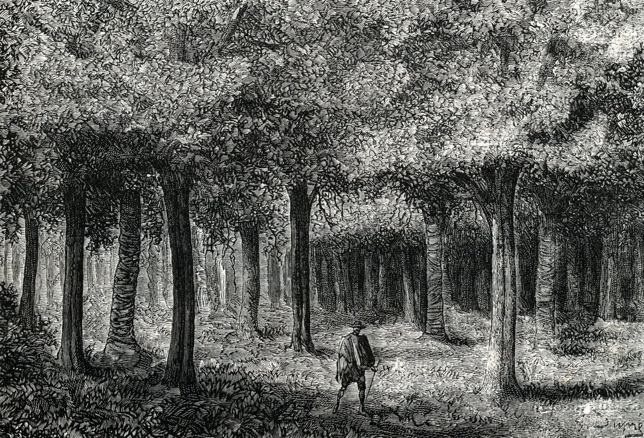 Cinchona faerdő, amely malária kezelésére szolgáló cinchona kérget termel, Peru (metszet) 1888 alkotó: French School