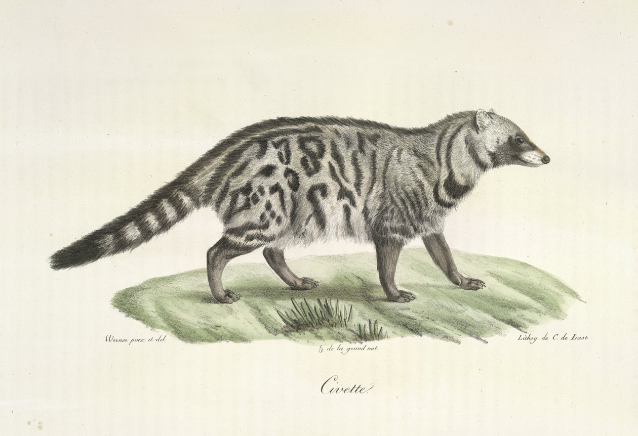 Civet, az emlősök természetrajzából (színes litó) alkotó: French School