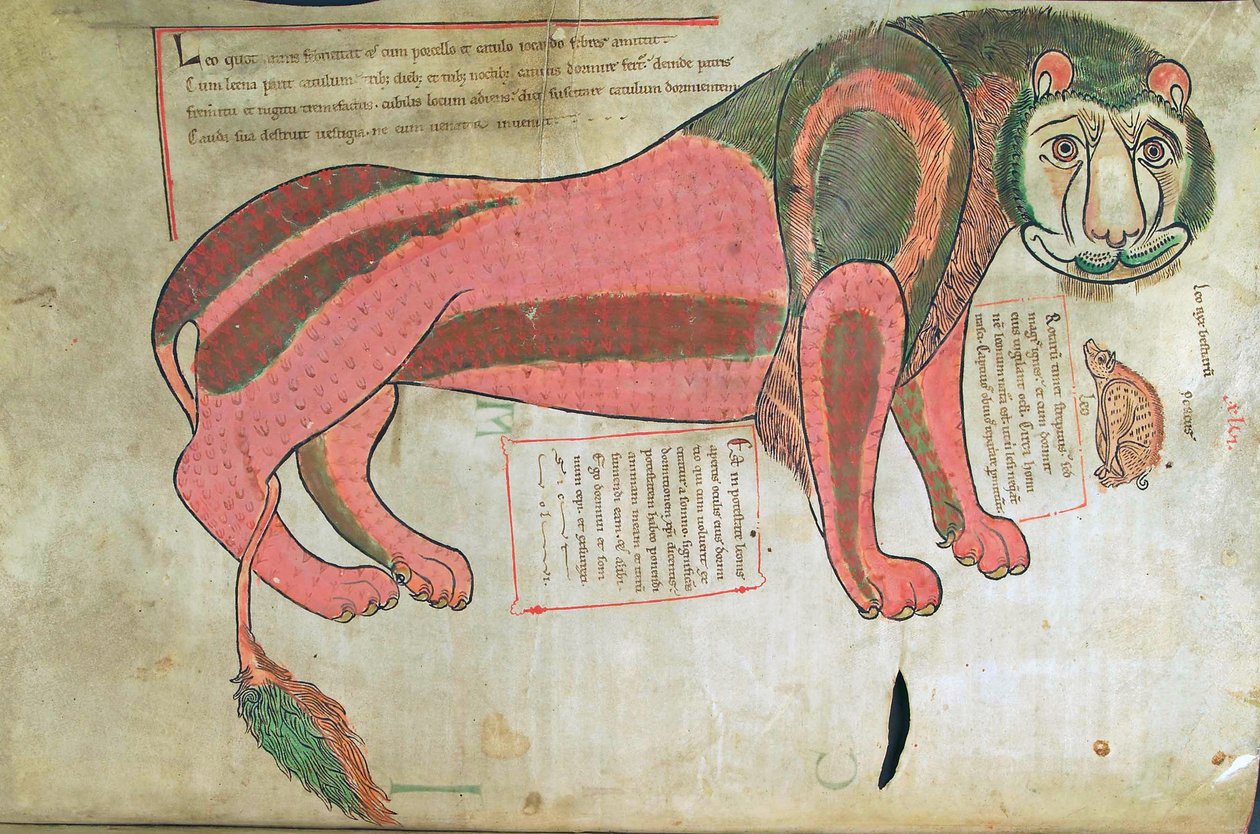 Tőkehal. Guelf. 1 Gud. lat. (37v), Az oroszlán és a disznó, Liber Floridusból, Lambert de Saint-Omer 1120 körül alkotó: French School