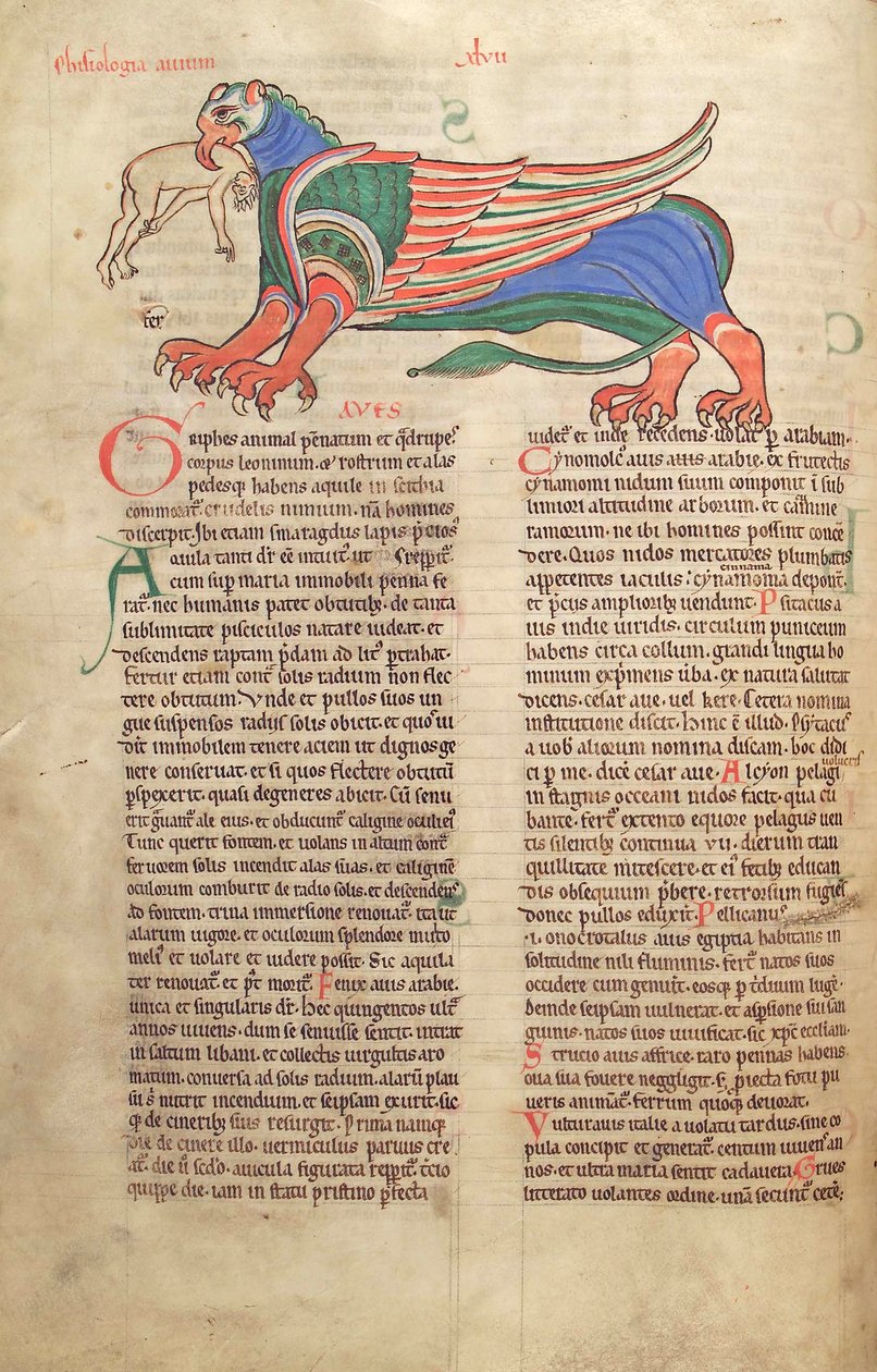 Tőkehal. Guelf. 1 Gud. lat. 39v, A griff felfalja az embert, a Liber Floridusból, Lambert de Saint-Omer c.1120 alkotó: French School