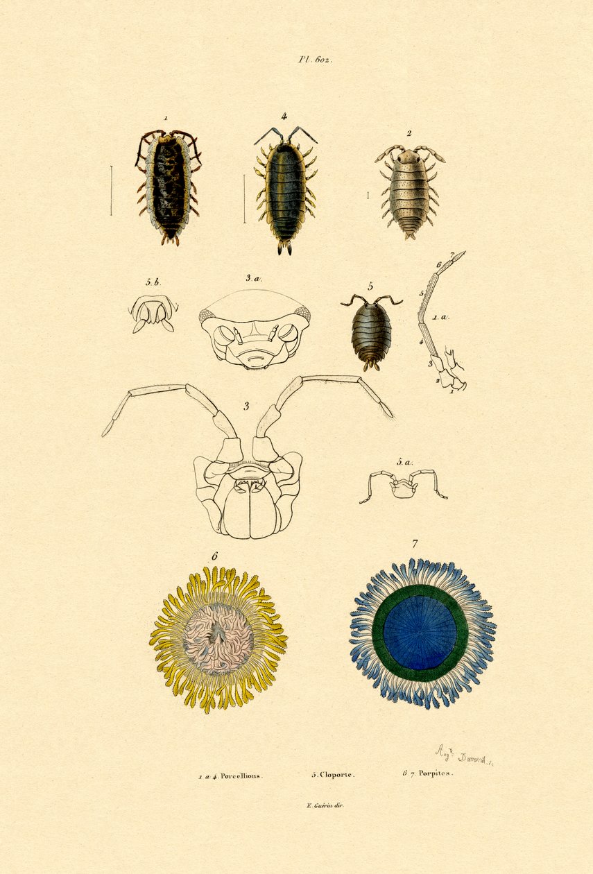 Common Pill Woodlouse, 1833-39 alkotó: French School