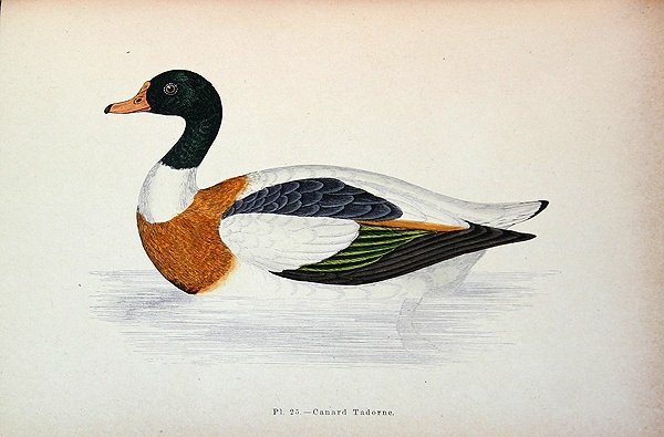 Common Shelduck (színes gravírozás) alkotó: French School