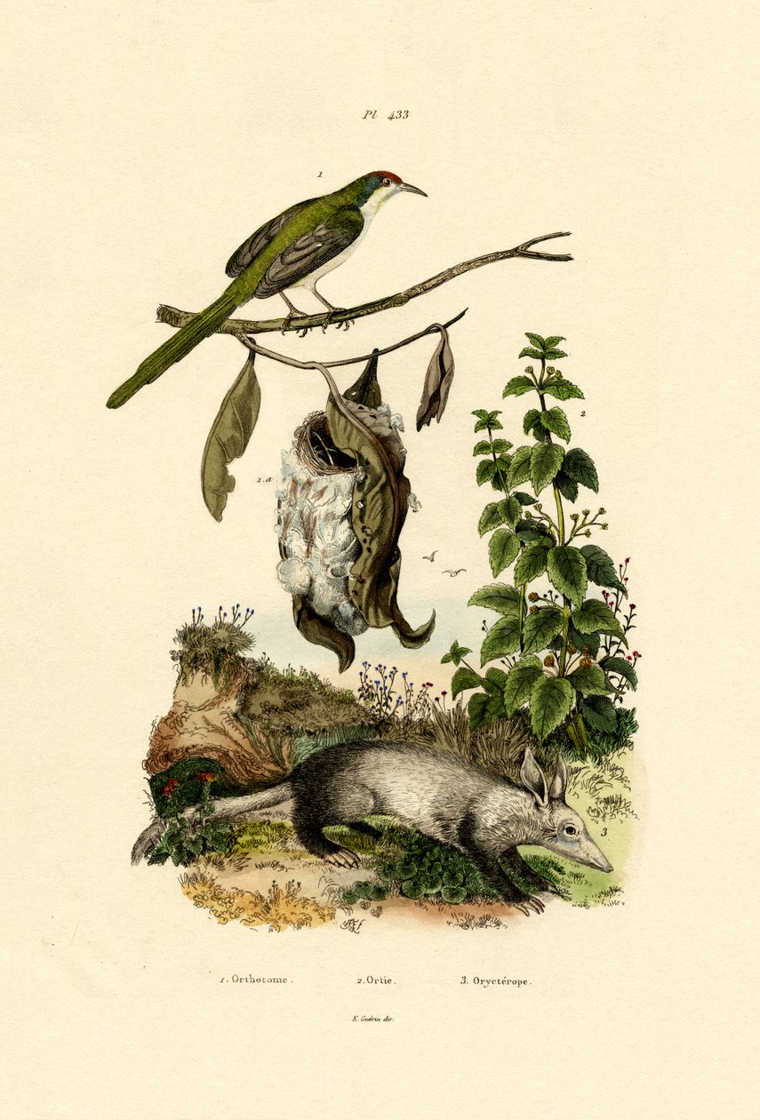 Közönséges Tailorbird, 1833-39 alkotó: French School