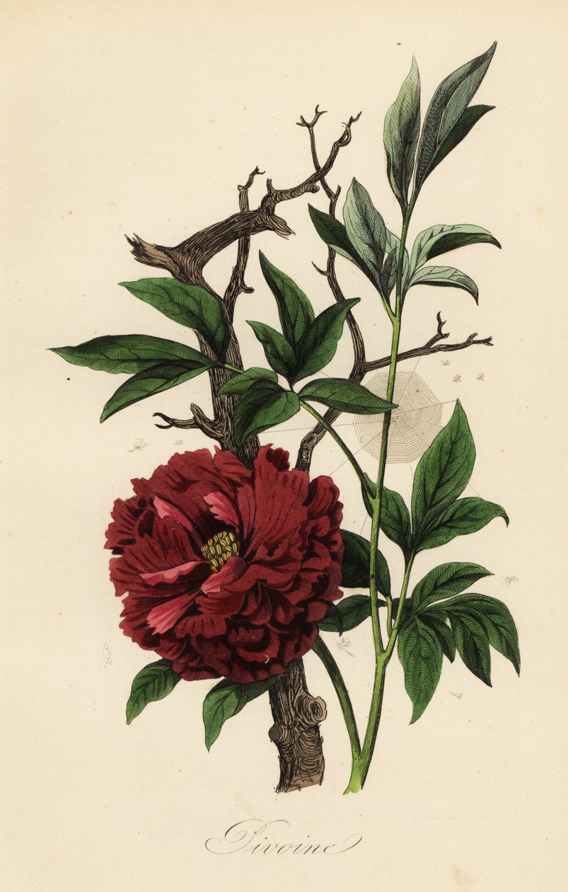 Közönséges bazsarózsa, Paeonia officinalis, pókhálóval alkotó: French School