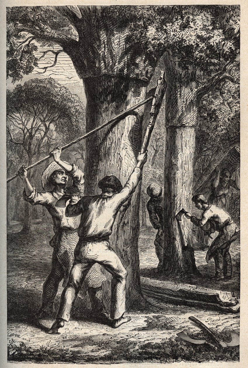 Parafa betakarítás a Quercus suberen - Recolte de l