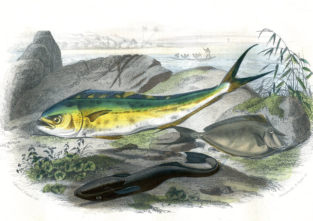 Coryphene Hippurus (coryphene tengeri keszeg, tevehal) - En bas: echeneis remora et le nason licornet - Bernard Germain de Lacepede (1856-1925) természetrajzából kivont lemez, P.Furme kiadás, Párizs alkotó: French School