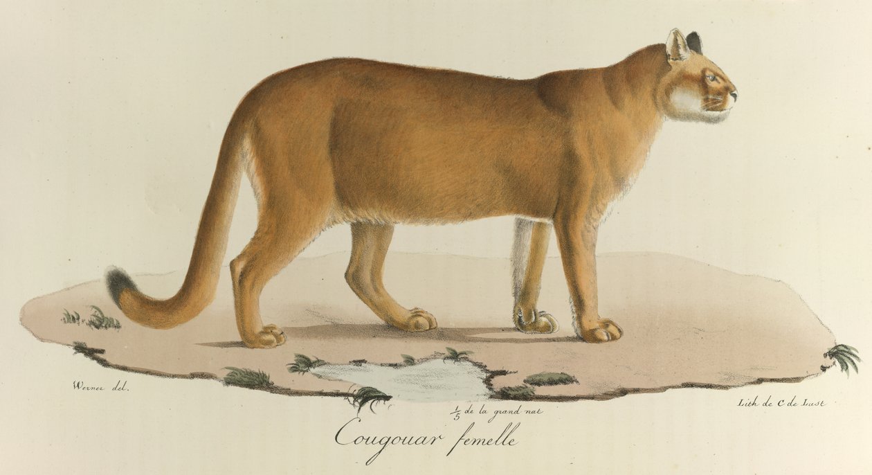 Cougar, Egy nőstény puma, a "Histoire Naturelle des Mammères"-ből (színes litho) alkotó: French School