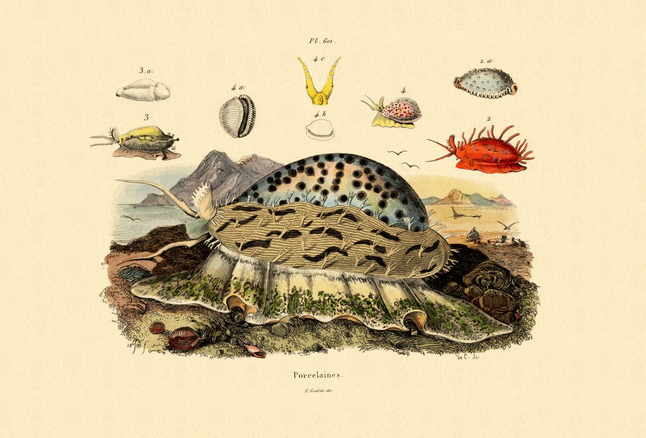 Cowrie Shells, 1833-39 alkotó: French School
