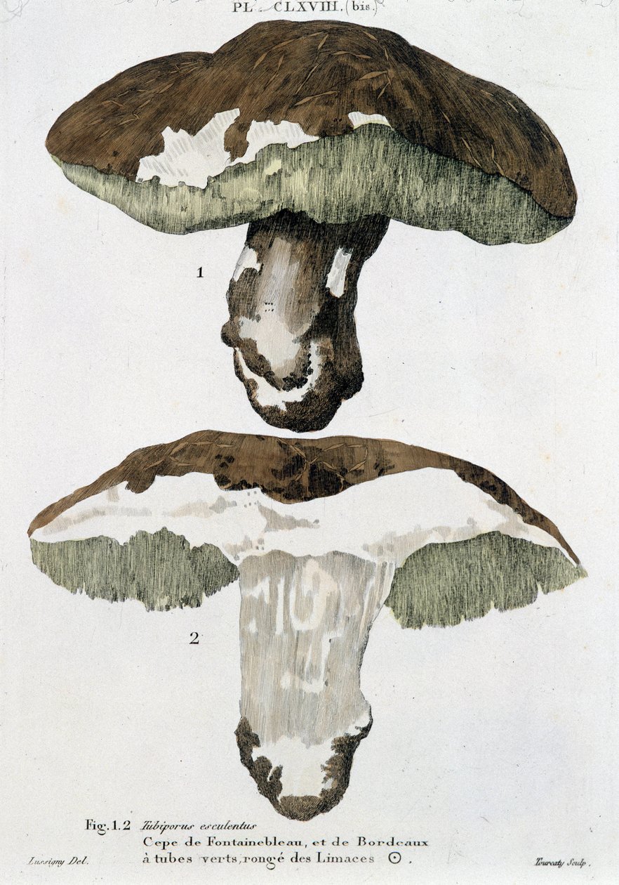 Vargánya Fontainebleau-ból és Bordeaux-ból – Jean Jacques Paulet „Gombák traktátusában” alkotó: French School