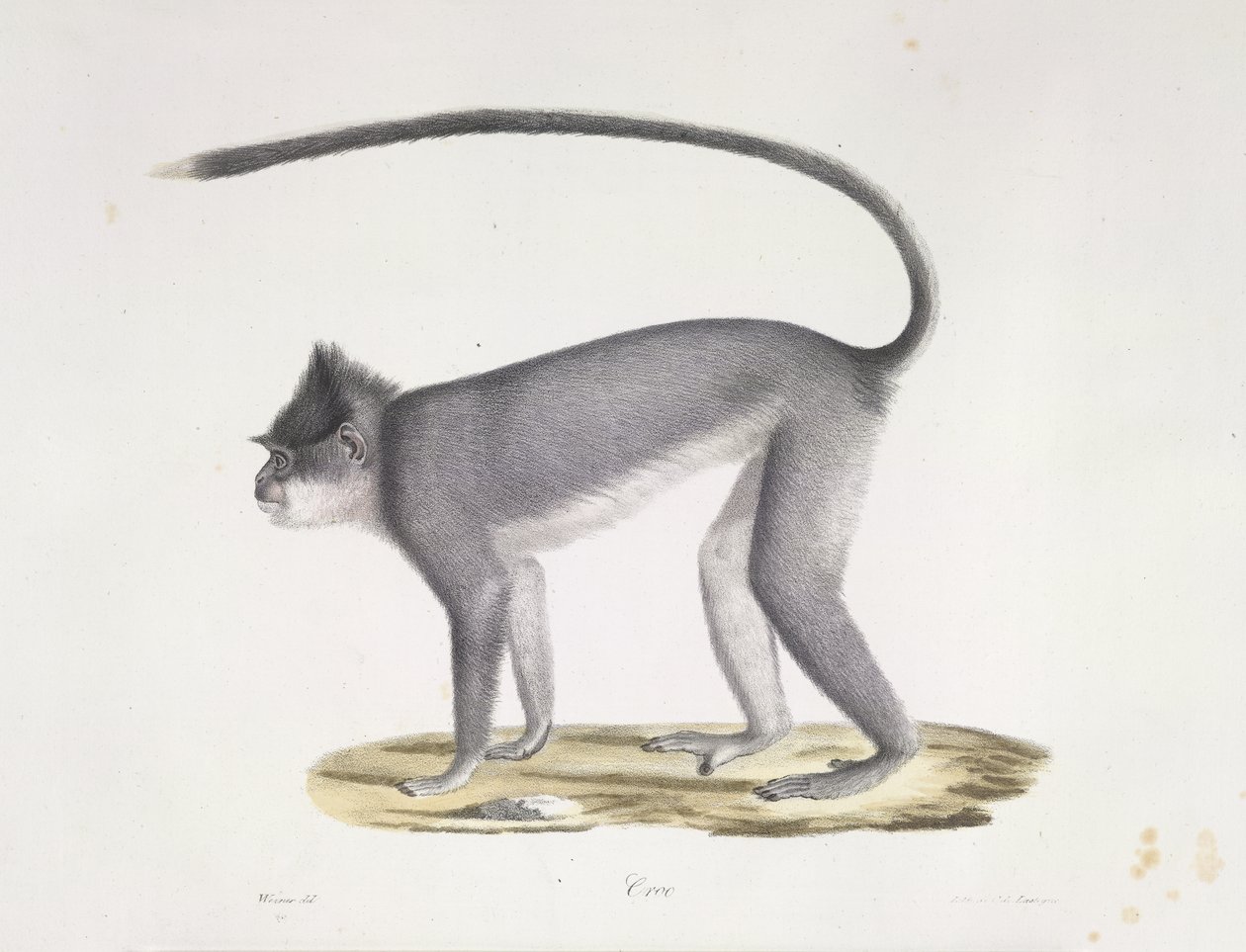 Croo. Egy majom, az emlősök természetrajzából (színes litho) alkotó: French School