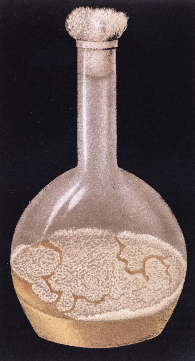 Emberi tuberkulózis tenyészete, La Tuberculose et son Bacile, Isidore Strauss (1845-96) 1895. alkotó: French School