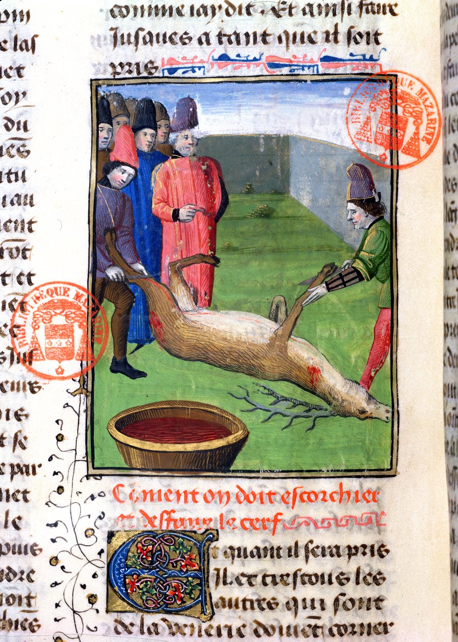 Egy elhullott szarvas lábának levágása a Livre de la Chasse-ból, Gaston Phebus de Foix (1331-91) alkotó: French School
