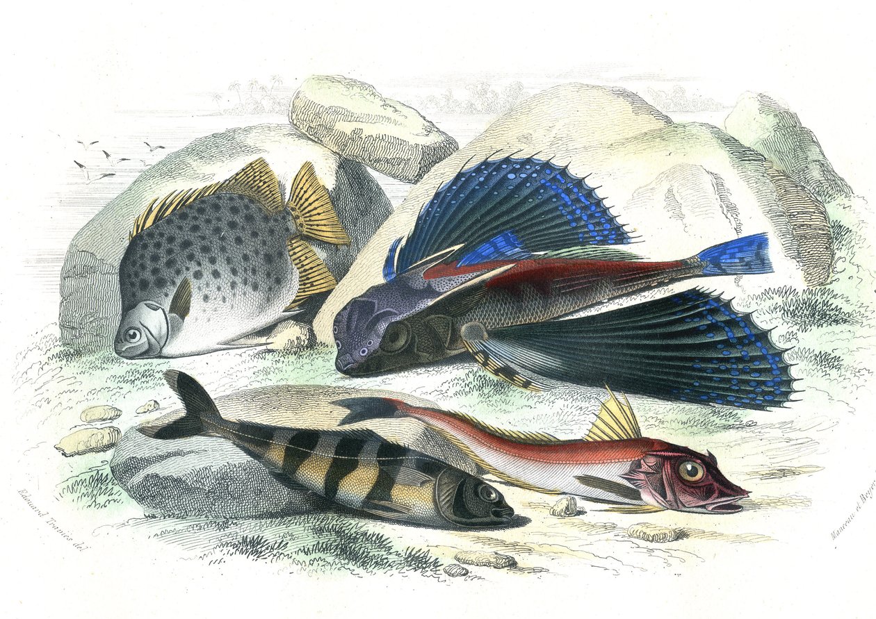Dactyloptere kalóz (Dactylopterus pirapeda) repülő hal, Chetodon argus (scatophagus argus), centronote pilote (echeneis naucrate), Trigle Lyre (Genicanthus Melanospilos) - Bernard Germain de Lacepede által a Histoire Naturelle-ből kivont lemez (1856-19) alkotó: French School