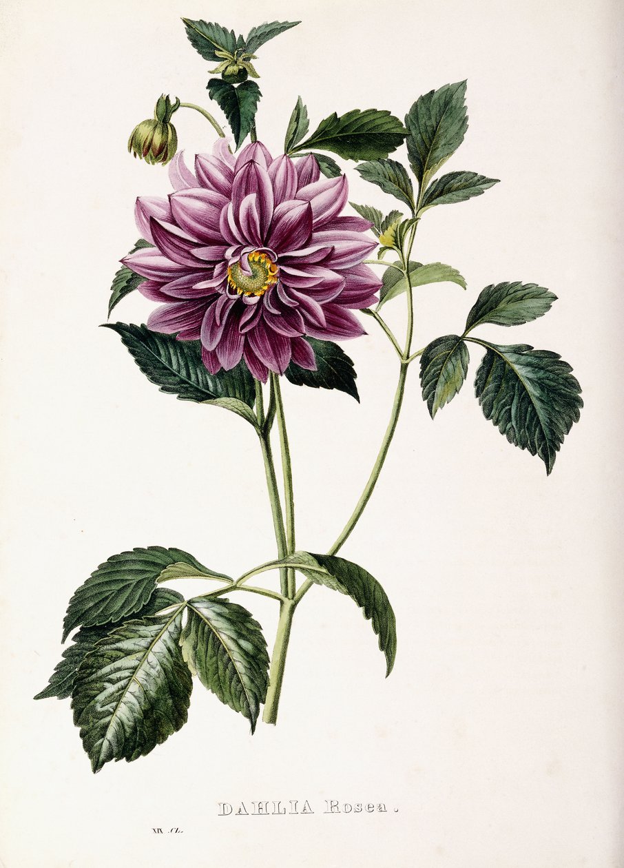 Dahlia Rosea, 1715 alkotó: French School