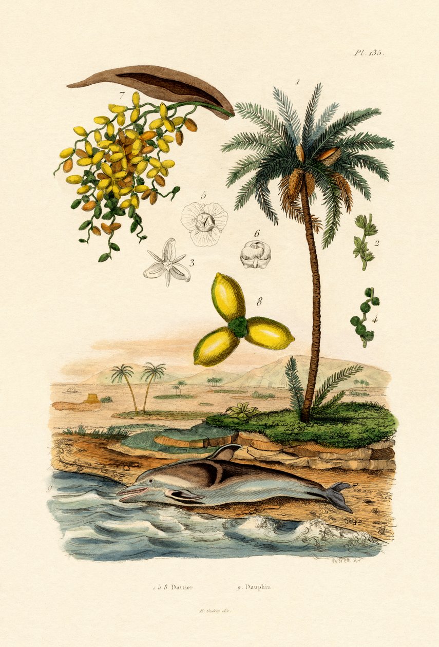 Datolyapálma, 1833-39 alkotó: French School