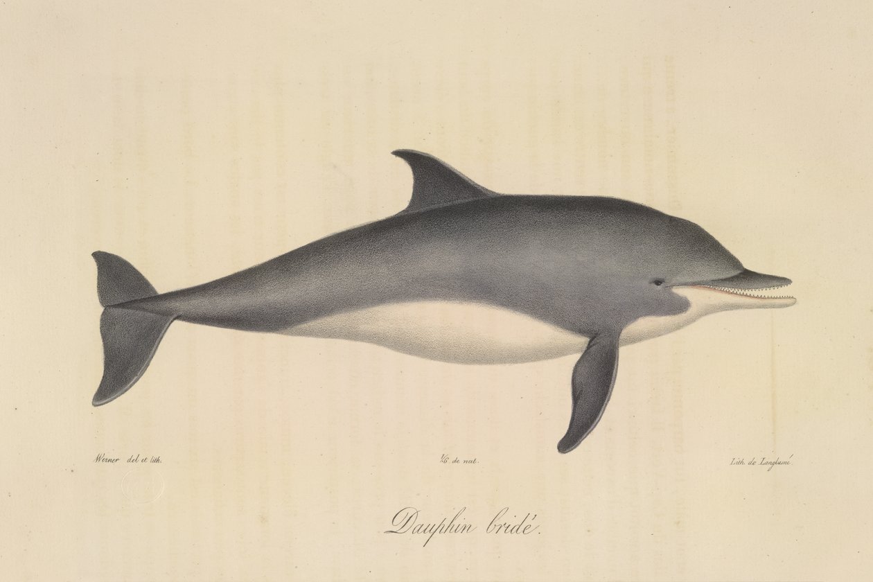 Kantáros delfin, az emlősök természetrajzából (színes litho) alkotó: French School