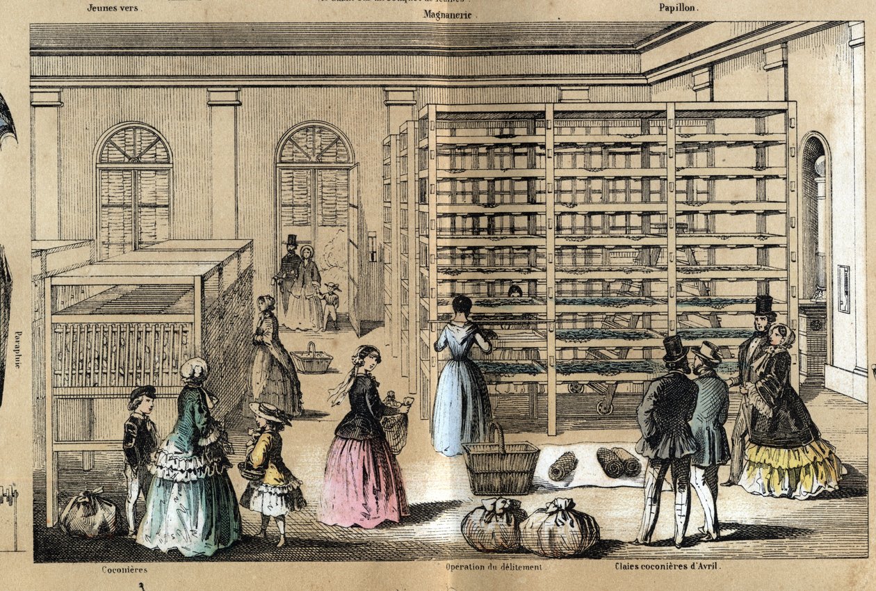 Kultúra és selyemtermékek leírása: a középpontban a magnerie a szericiculture különböző szakaszaival. „” la soie”” tábla in „” les Recreations instructives”” Jules DELBRUCK szinoptikus festménye, metszet 1860-ból. Magángyűjtemény. alkotó: French School