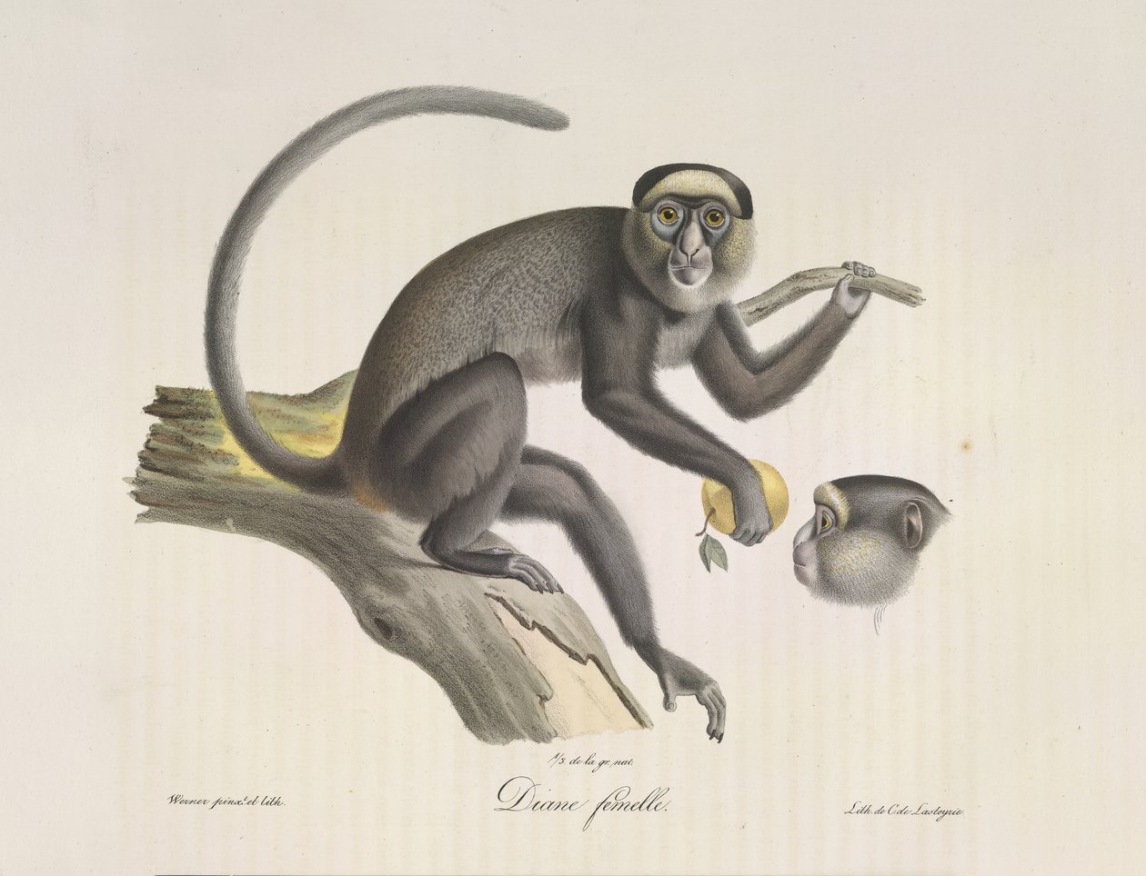 Diana, nőstény majom, az emlősök természetrajzából (színes litho) alkotó: French School