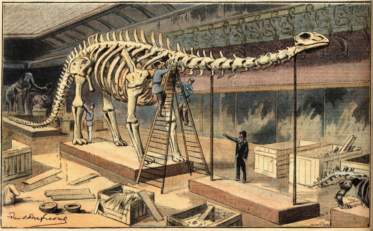 Diplodocus-kövület a párizsi Természettudományi Múzeumban. Metszet a „Le Petit Parisien” újságból alkotó: French School
