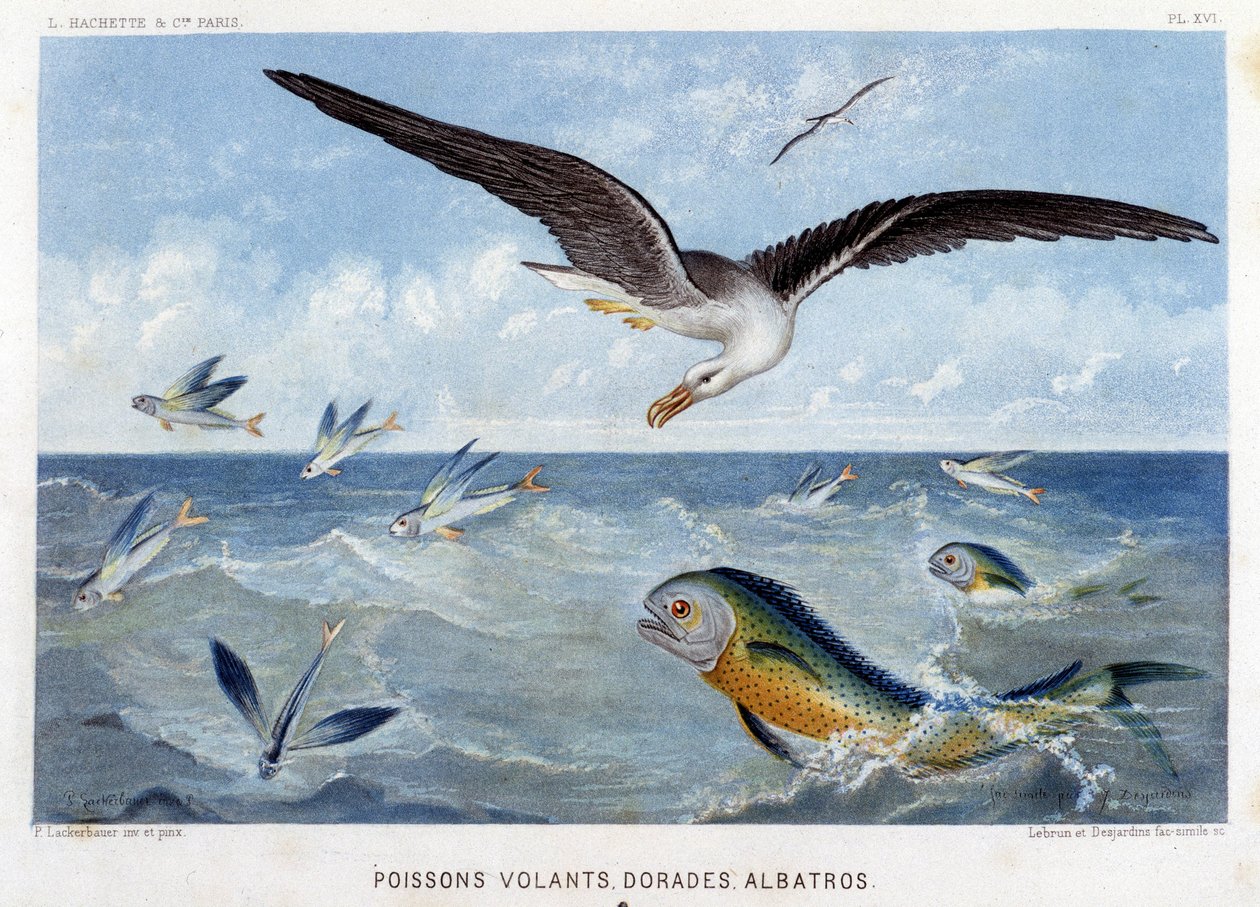 Dorades, Pisces volants, Albatros - in "Le Monde de la Mer" by Alfred Fredol. szerk. Párizs, Hachette. alkotó: French School