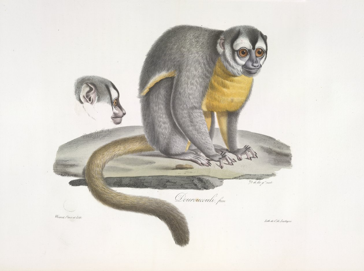 Douroucouli vagy éjszakai majom – Aotus trivirgatus, az emlősök természetrajzából (színes litho) alkotó: French School