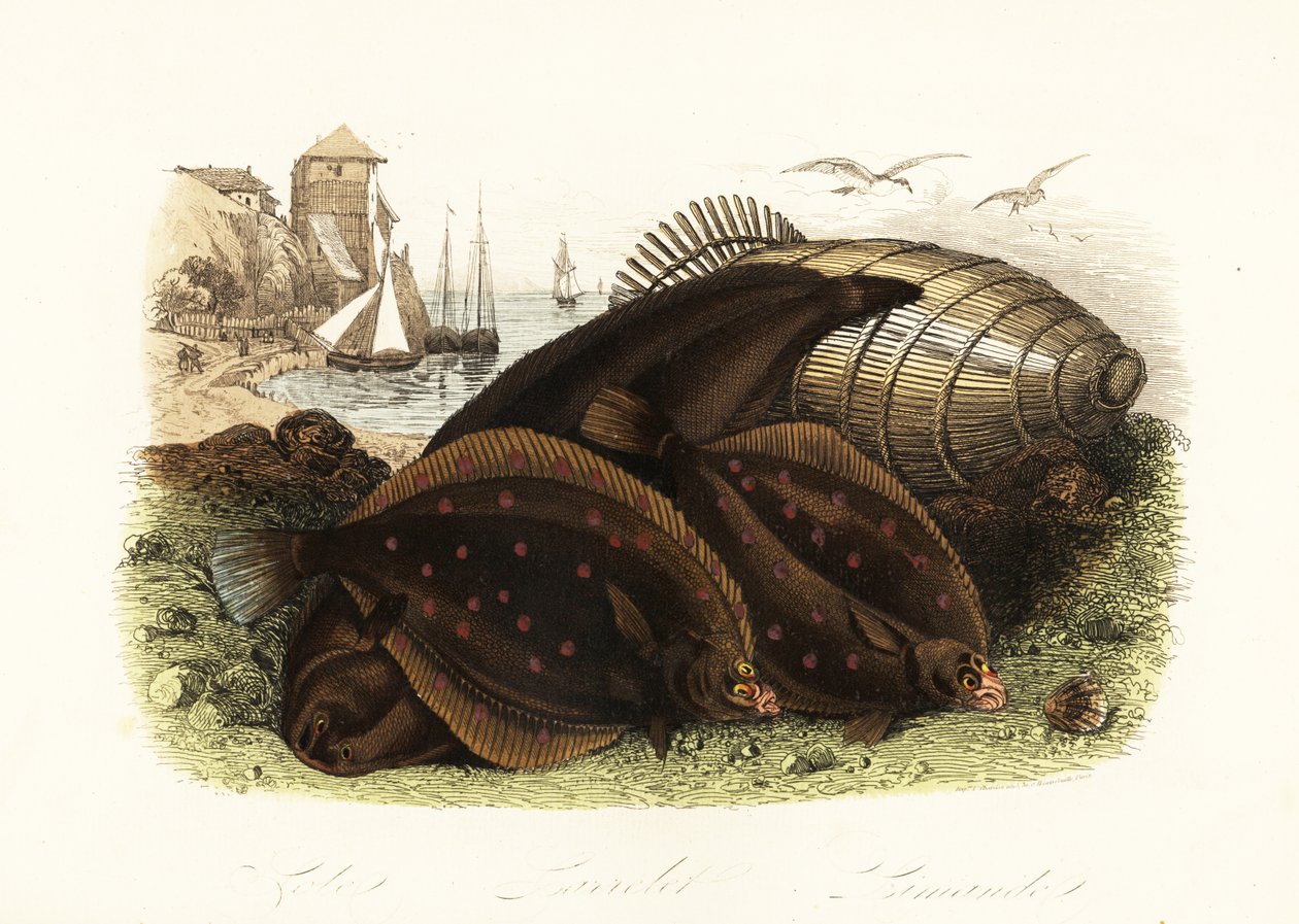 Dover nyelvhal, Solea solea, sima lepényhal, Pleuronectes platessa és közönséges lepényhal, Limanda limanda, a tengerparton halcsapdával, halászhajókkal a háttérben alkotó: French School