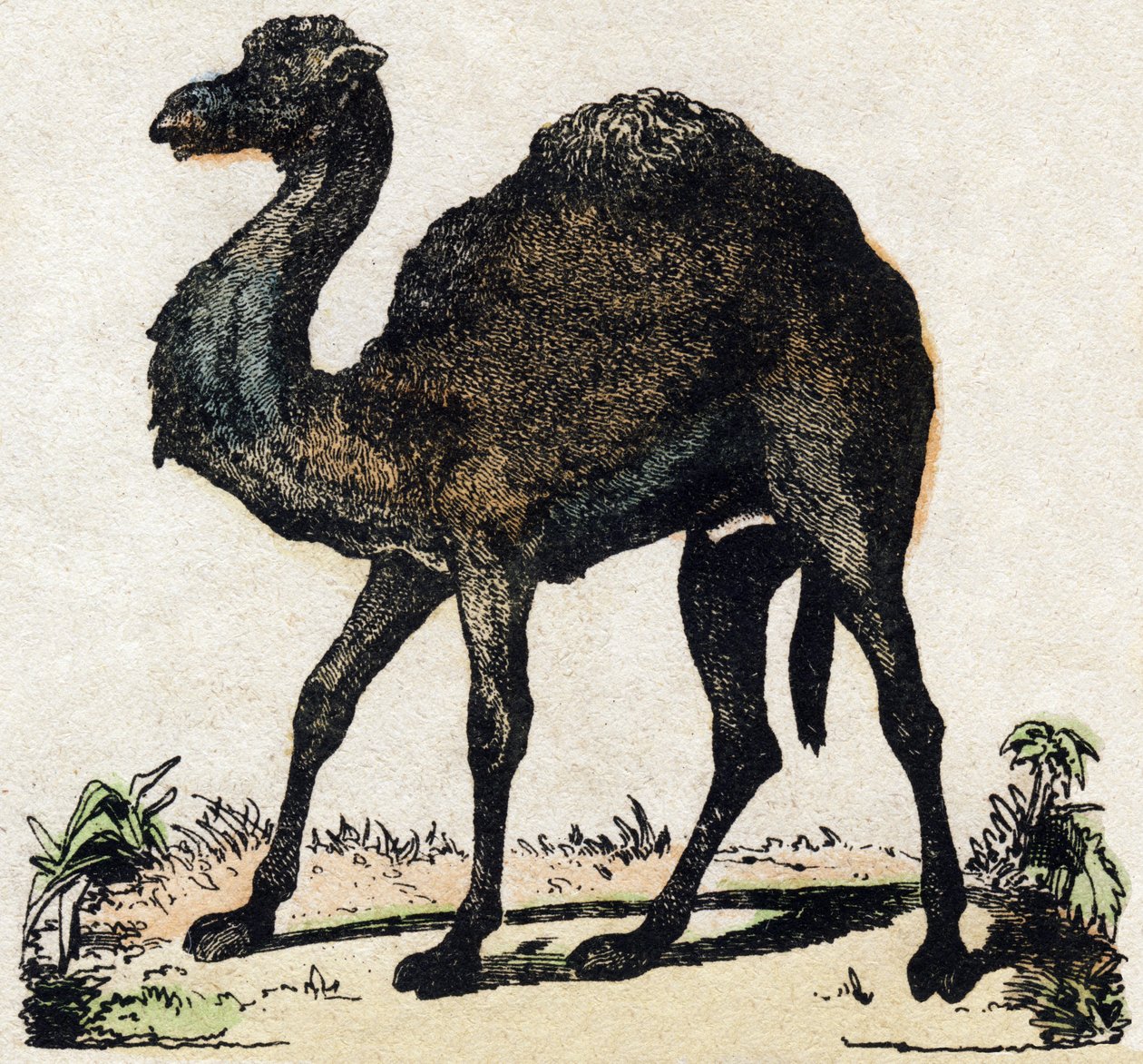 Egypúpú. Metszet: „Alphabet des animaux sauvages””. 9. sorozat. Epinal, Pellerin, nyomdász-kiadó képei, 1870 körül. Metszetek fára, stencilezett. 16 oldal. Mérete: 20 x 15 cm. Magángyűjtemény alkotó: French School