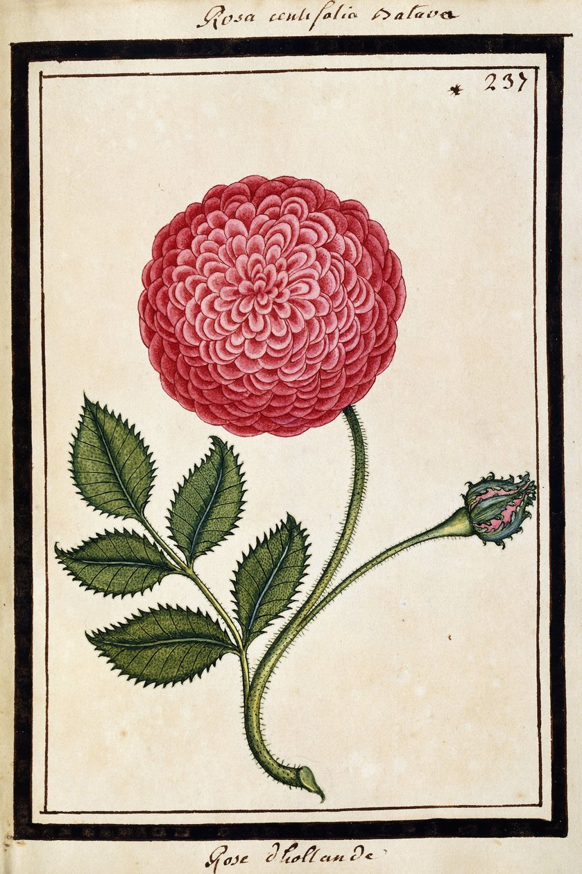 Dutch Rose, 1700 körül (akvarell rajz, fekete kerettel) alkotó: French School