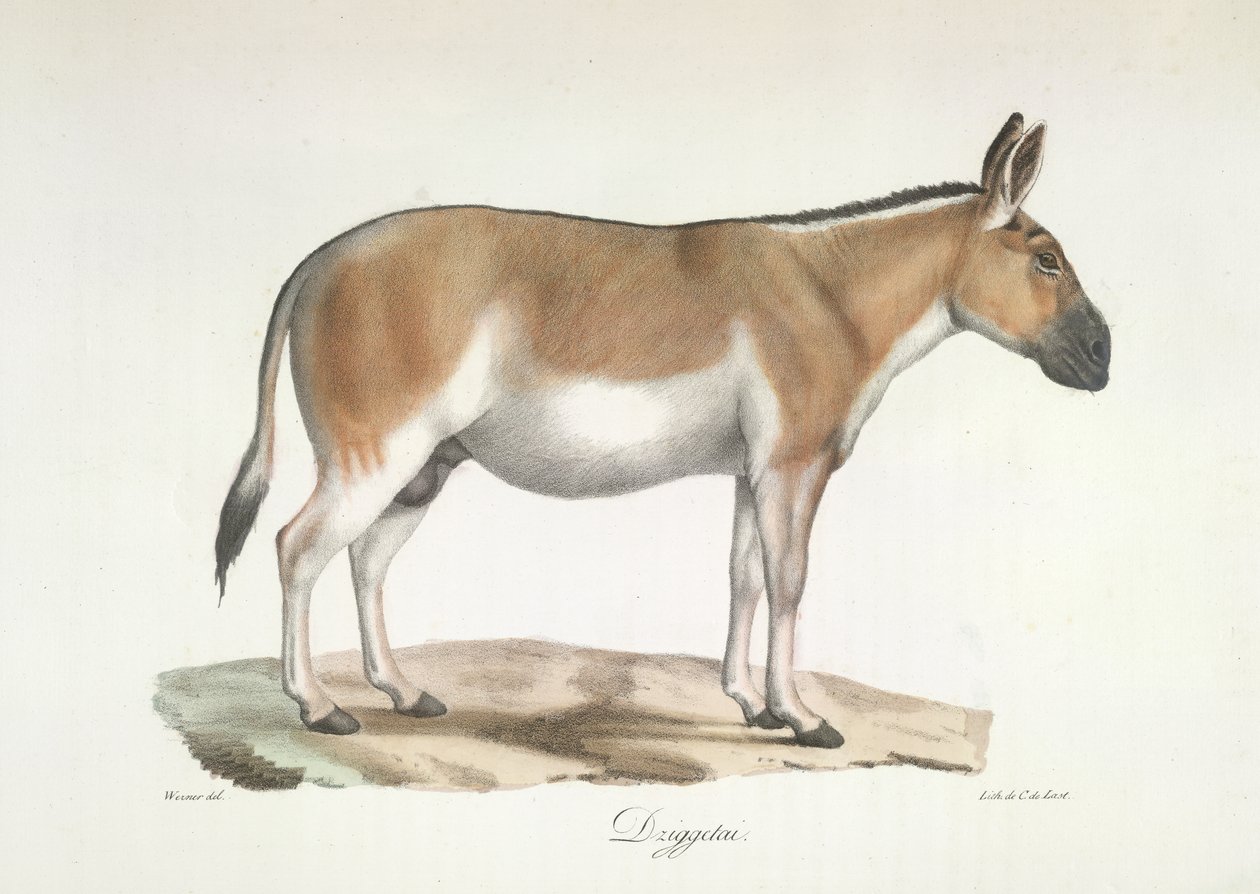 Dziggetai, az emlősök természetrajzából (színes litho) alkotó: French School