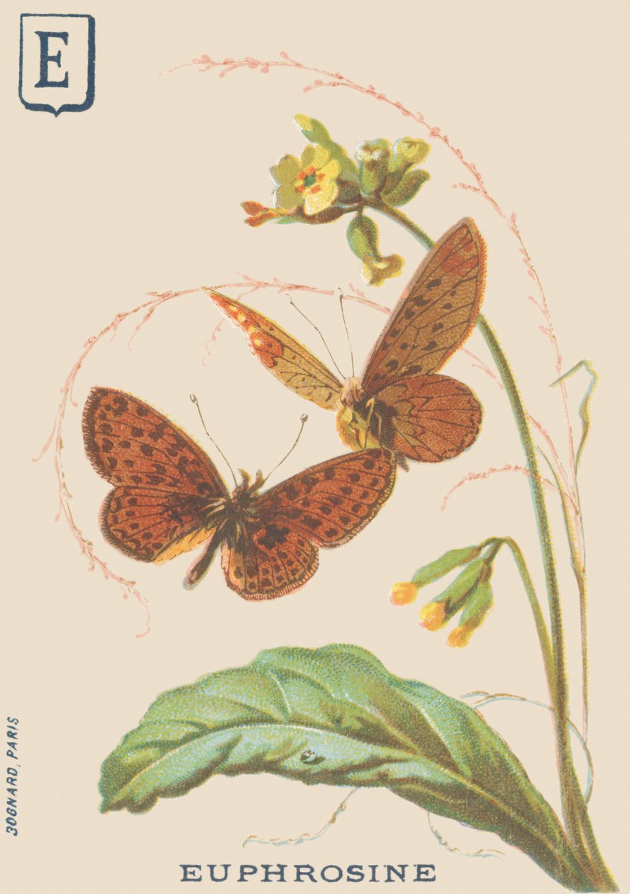 E: Euphrosine (Clossiana euphrosine vagy nagy ezüst nyaklánc) alkotó: French School
