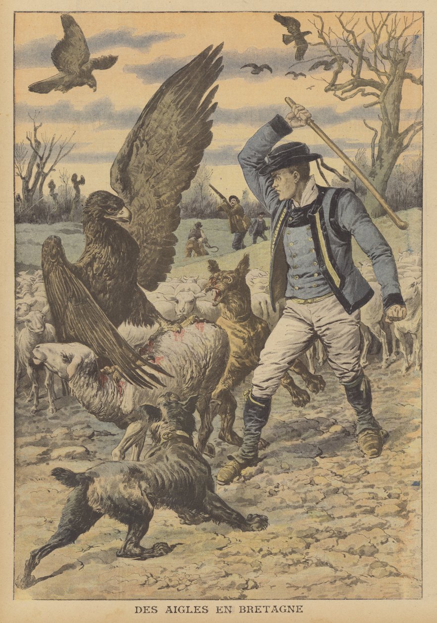 Sasok támadnak egy birkanyájra Bretagne-ban (színes litográfia) alkotó: French School