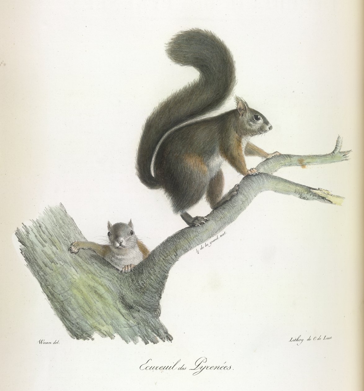 Ecureuil des Pyrenees, Mókus, az emlősök természetrajzából (színes litho) alkotó: French School