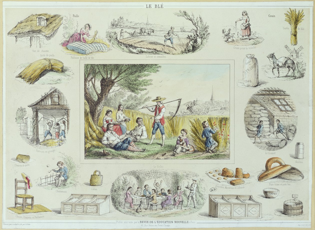 Kukorica oktatási illusztrációja, 1860-70 körül (színes metszet) alkotó: French School