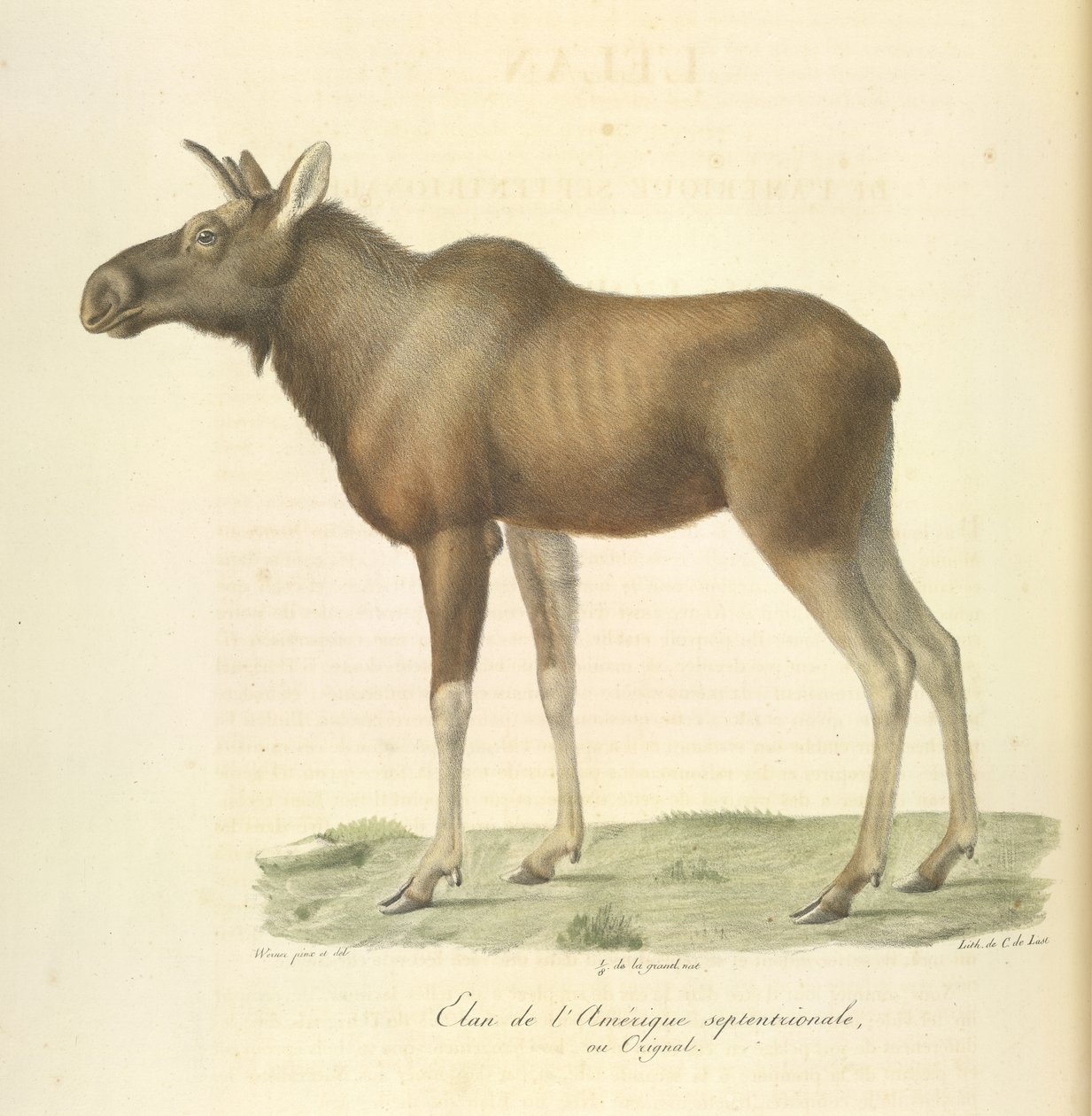 Észak-Amerika jávorszarvas, az emlősök természetrajzából (színes litho) alkotó: French School