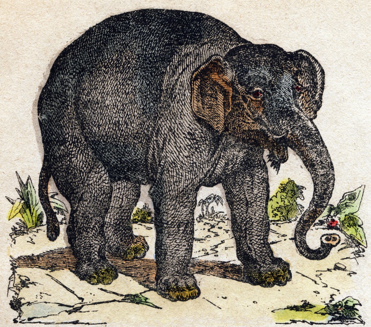 Elefánt. Metszet: „Alphabet des animaux sauvages””. 9. sorozat. Epinal, Pellerin, nyomdász-kiadó képei, 1870 körül. Metszetek fára, stencilezett. 16 oldal. Mérete: 20 x 15 cm. Magángyűjtemény alkotó: French School