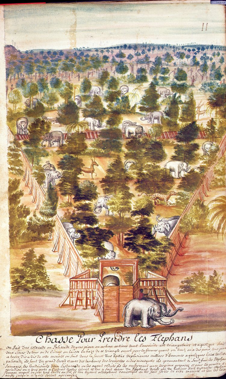 Elefántvadászat Sziámban, a sziámi jezsuiták beszámolójából, 1688 (wc papíron) alkotó: French School