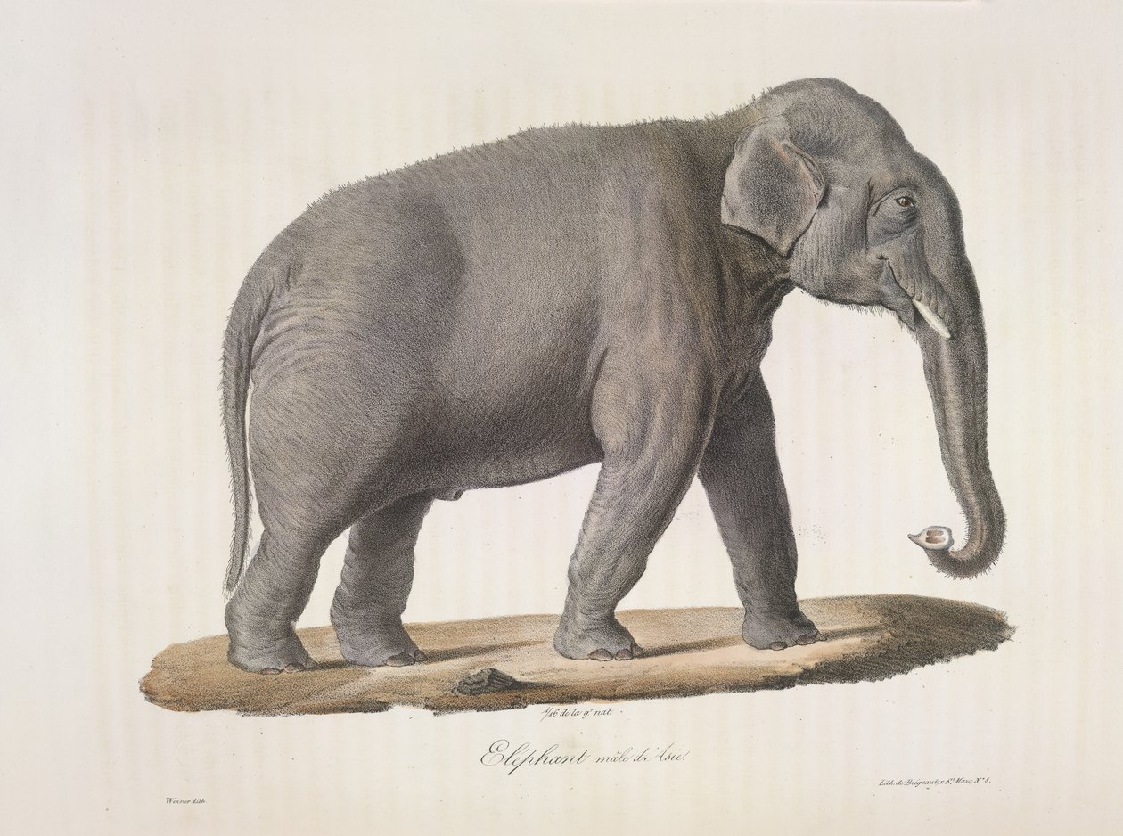 Ázsiai elefánt, az emlősök természetrajzából (színes litho) alkotó: French School
