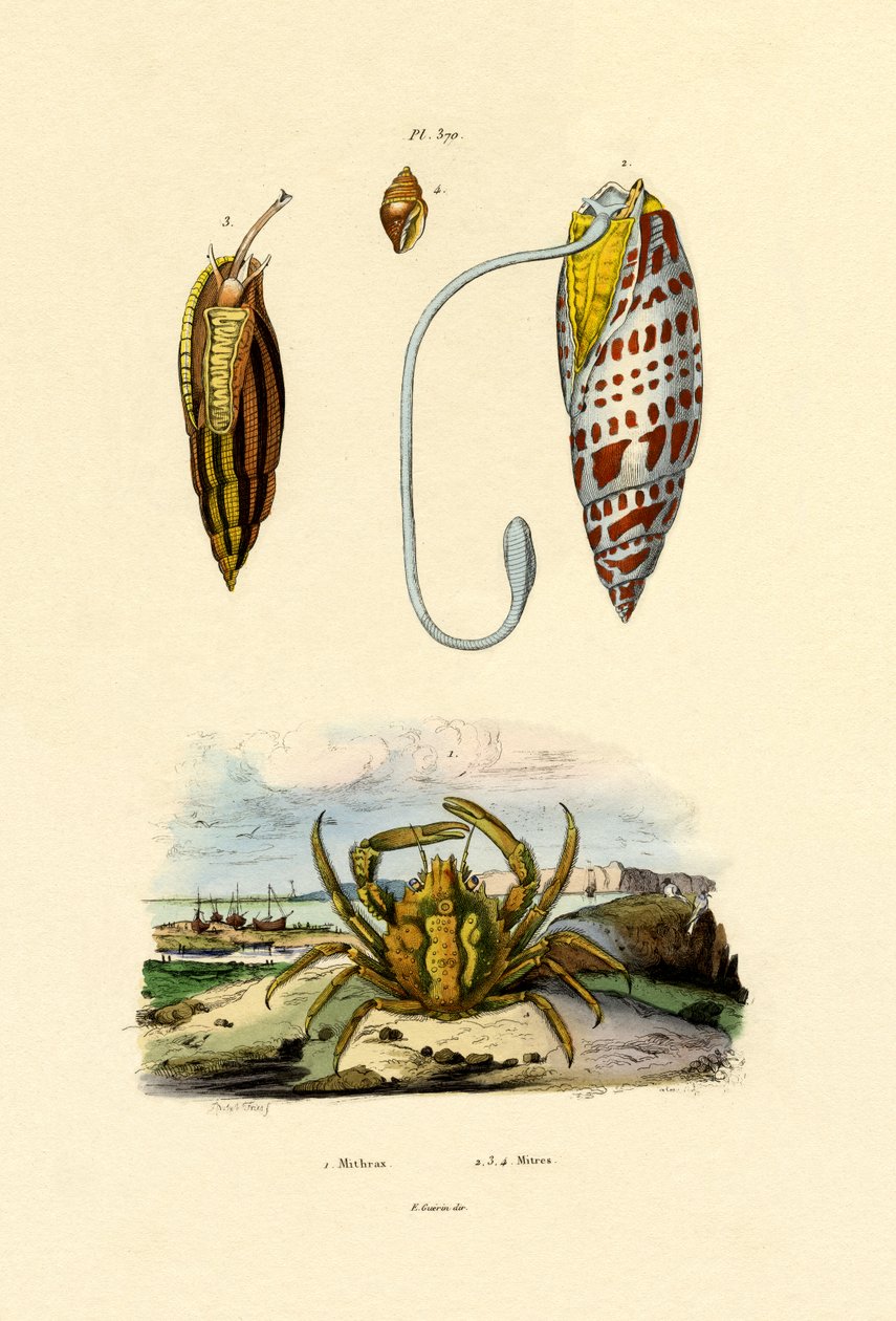 Smaragdrák, 1833-39 alkotó: French School