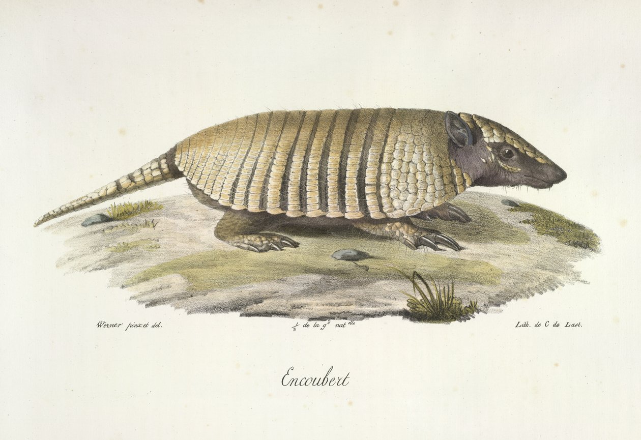 Encoubert, Armadillo, az emlősök természetrajzából (színes litho) alkotó: French School