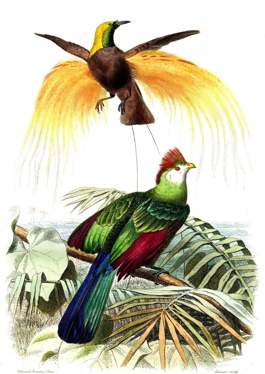 Exotic birds: the little emerald paradise and the Touraco Pauline alkotó: French School