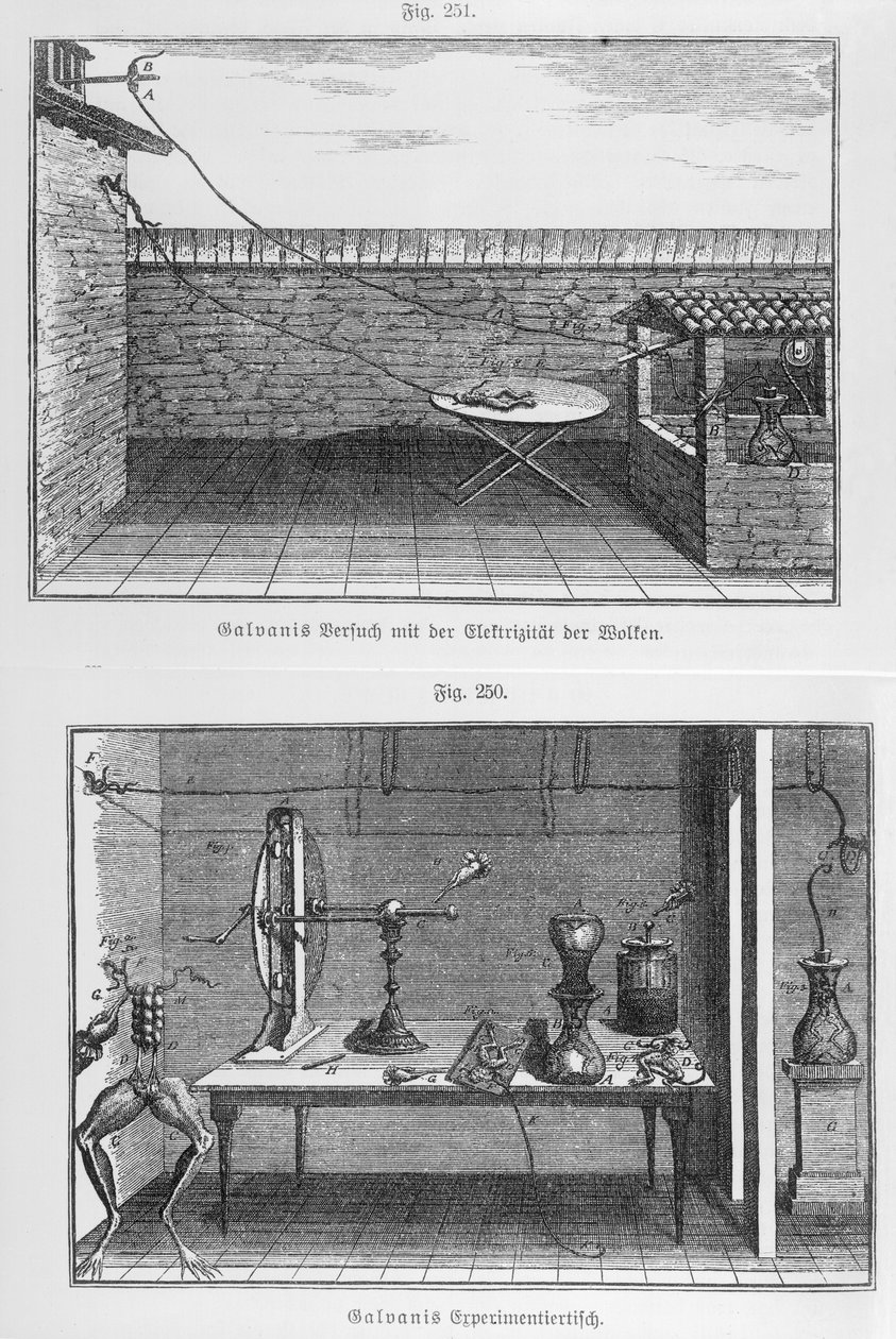 Louis Galvani (1737-98) kísérlete békákon a 18. század végén alkotó: French School