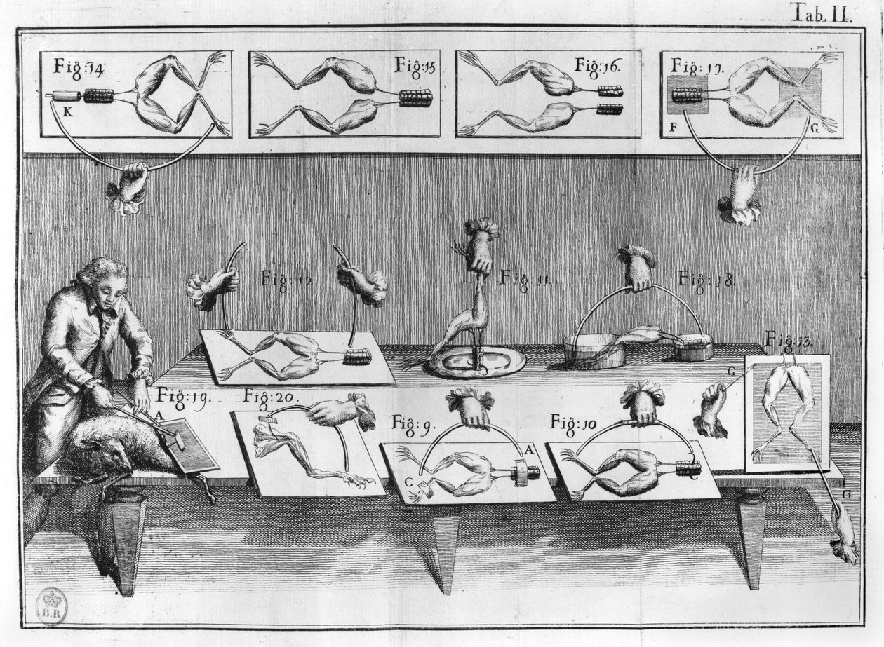 Kísérlet békákon, illusztráció a muscumariból alkotó: French School