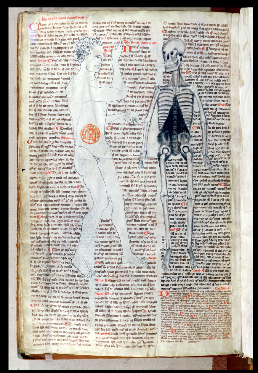 F.116v Egy ember és egy csontváz, Abul Qasim Khalaf ibn al-Abbas al-Zahrawi (Abulcasis) (936-1013) orvosi értekezéséből Gerard de Cremone (1114-87) fordításában alkotó: French School