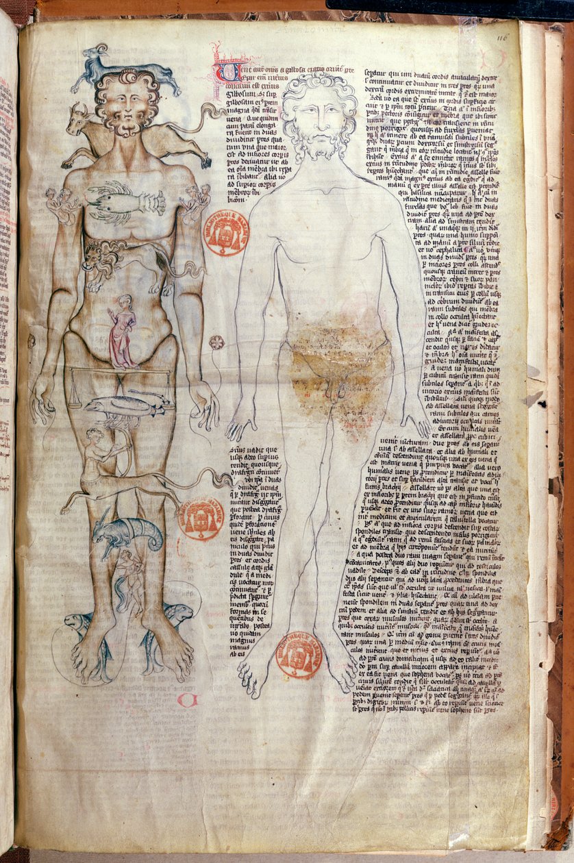 F.116v Az emberi test és az állatöv jelei közötti kapcsolat, Abul Qasim Khalaf ibn al-Abbas al-Zahrawi (Abulcasis) (936-1013) orvosi értekezéséből Gerard de Cremone fordításában alkotó: French School