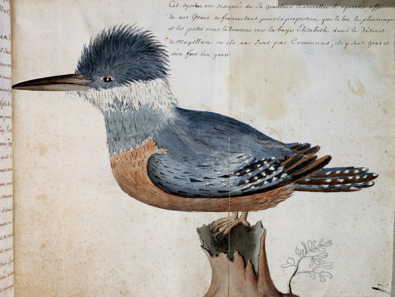 Gyűrűs jégmadár (Megaceryle torquata) nősténye, Erzsébet-öböl, Magellán-szoros, akvarell De Beauchesne úr utazásából, a Compagnie royale de la Mer du Sud kapitánya 1698-tól 1701-ig, Franciaország alkotó: French School