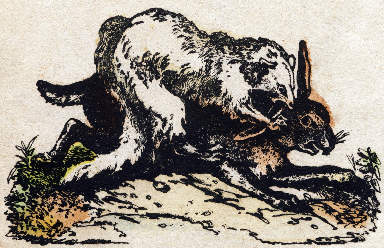 Vadászmenyét. Metszet: „Alphabet des animaux sauvages””. 9. sorozat. Epinal, Pellerin, nyomdász-kiadó képei, 1870 körül. Metszetek fára, stencilezett. 16 oldal. Mérete: 20 x 15 cm. Magángyűjtemény alkotó: French School