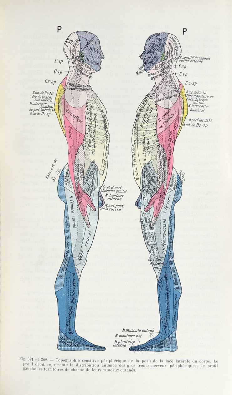 381. és 382. ábra Az idegrendszer, J. Dejerine Semiologie des Affections du System Nerveux-ból, 1914 alkotó: French School
