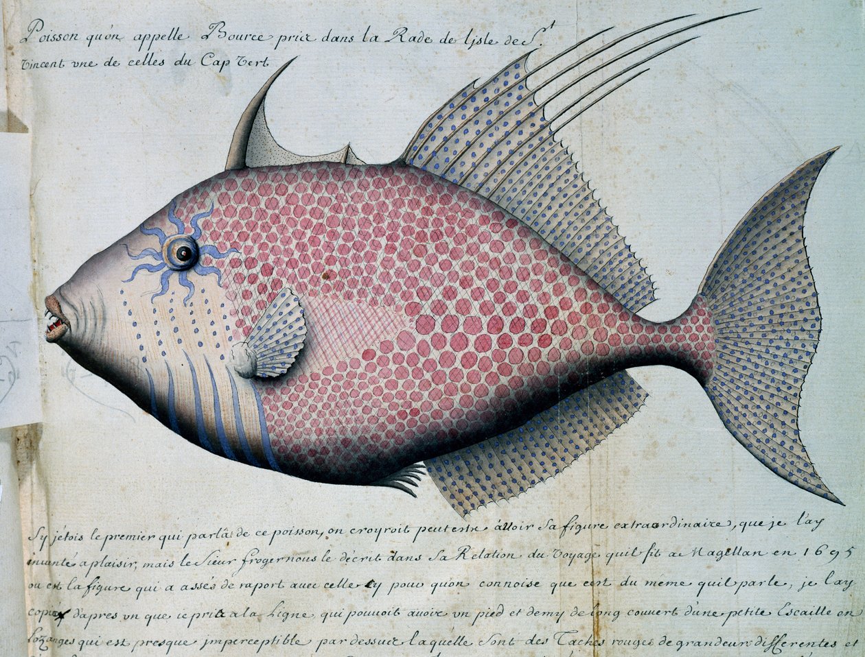 Bource nevű hal, Sao Vicente sziget, Zöld-foki-szigetek, akvarell naplóból Jacques Gouin de Beauchesne (1652-1730), a Compagnie royale de la Mer du Sud kapitánya, 1698-1701, Franciaország alkotó: French School