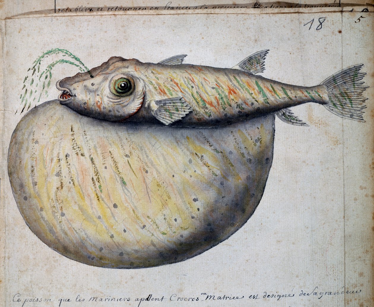 Crocros nevű hal, Sao Vicente sziget, Zöld-foki-szigetek, akvarell naplóból Jacques Gouin de Beauchesne (1652-1730), a Compagnie royale de la Mer du Sud kapitánya 1698-tól 1701-ig, Franciaország alkotó: French School